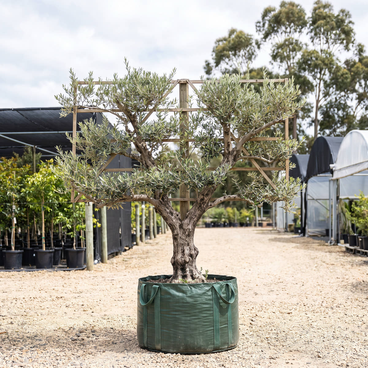 Olive (Espalier) - Olea europaea