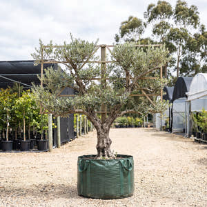 Olive (Espalier) - Olea europaea