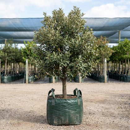 Holly Oak - Quercus ilex