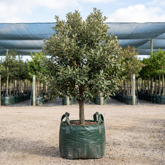 Holly Oak - Quercus ilex