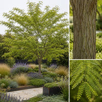 Honey Locust - Gleditsia ‘Ruby Lace’