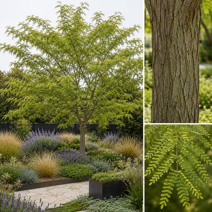 Honey Locust - Gleditsia ‘Ruby Lace’
