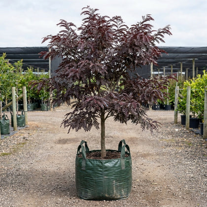 Honey Locust - Gleditsia ‘Ruby Lace’