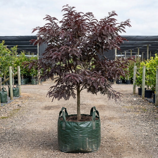 Honey Locust - Gleditsia ‘Ruby Lace’