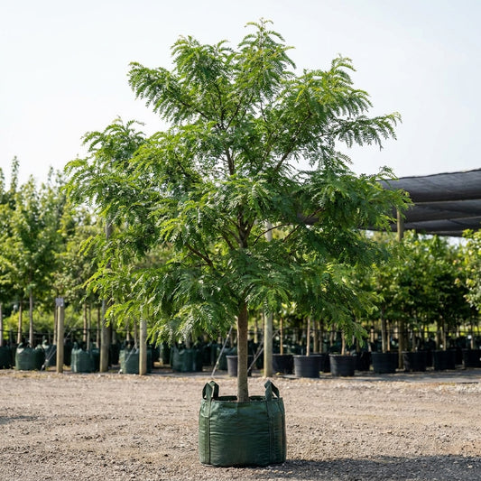 Honey Locust - Gleditsia ‘Shademaster’