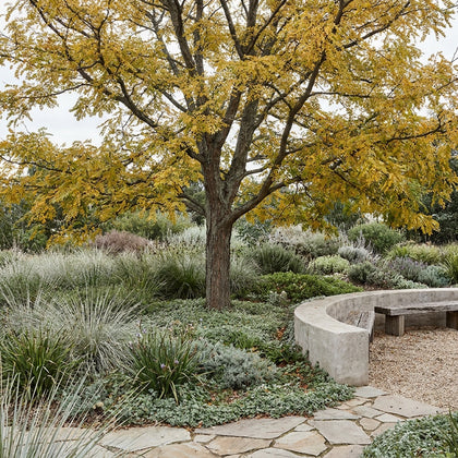 Honey Locust - Gleditsia ‘Shademaster’