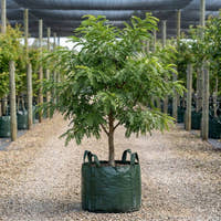 Honey Locust - Gleditsia triacanthos var. inermis ‘Elegantissima’