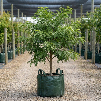 Honey Locust - Gleditsia triacanthos var. inermis ‘Elegantissima’