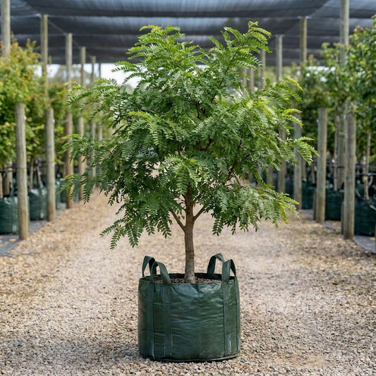 Honey Locust - Gleditsia triacanthos var. inermis ‘Elegantissima’