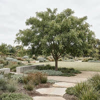 Honey Locust - Gleditsia triacanthos var. inermis ‘Elegantissima’