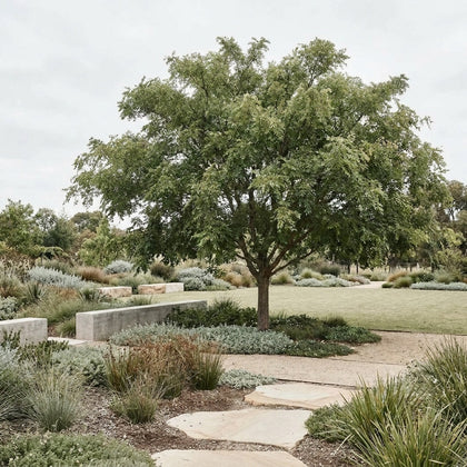 Honey Locust - Gleditsia triacanthos var. inermis ‘Elegantissima’
