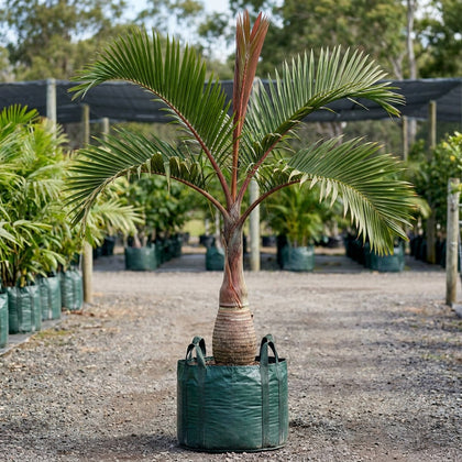 Hooker's Red Palm - Chambeyronia macrocarpa 'Hookerii'