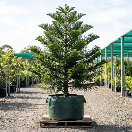Hoop Pine Tree - Araucaria cunninghamii