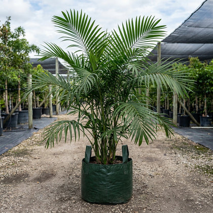 Hooperiana Palm - Chamaedorea hooperiana