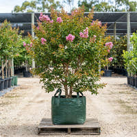 Hopi Crepe Myrtle - Lagerstroemia ‘Hopi’