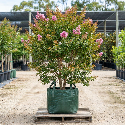 Hopi Crepe Myrtle - Lagerstroemia 'Hopi'