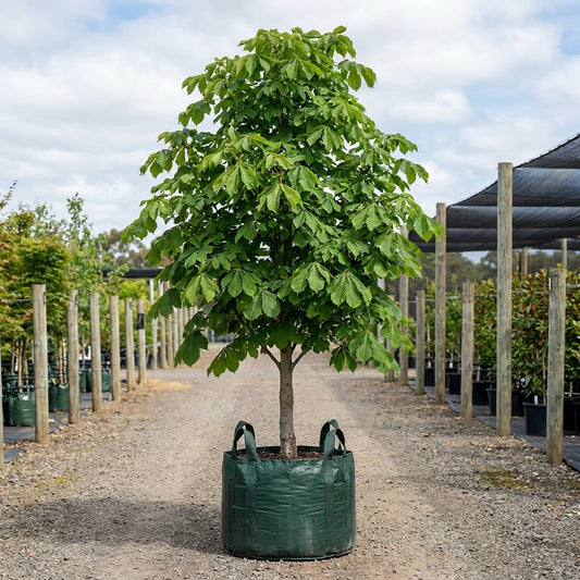 Horse Chestnut - Aesculus hippocastanum