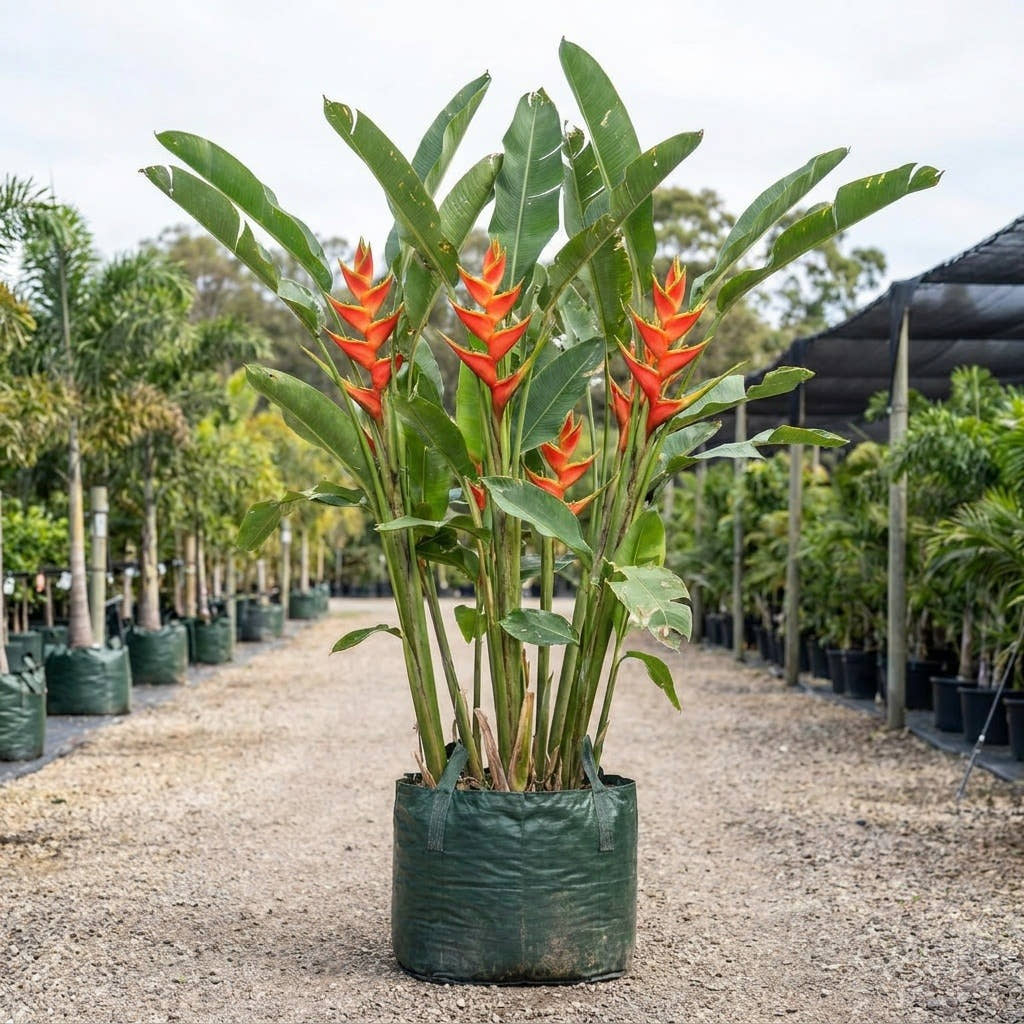Hot Rio Nights Heliconia - Heliconia bihai x caribaea ‘Hot Rio Nights’