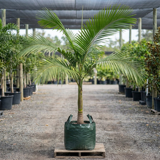 Hurricane Palm - Dictyosperma album