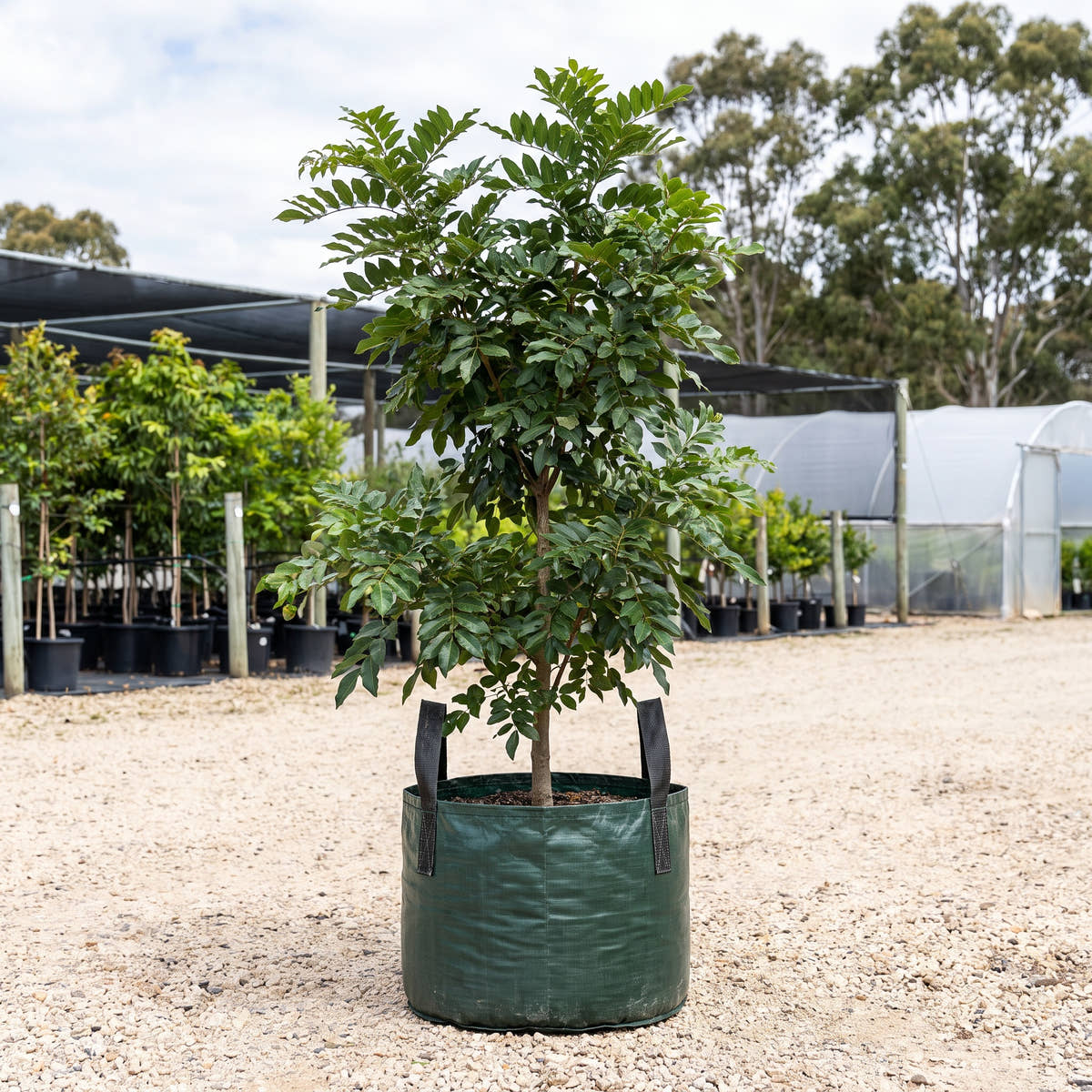 Pongamia - Millettia pinnata