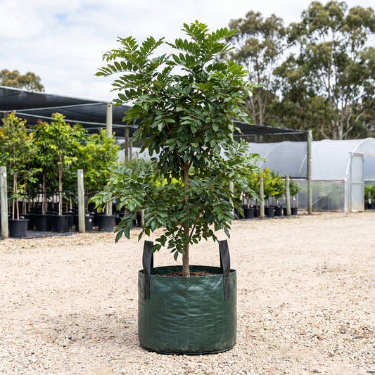 Pongamia - Millettia pinnata