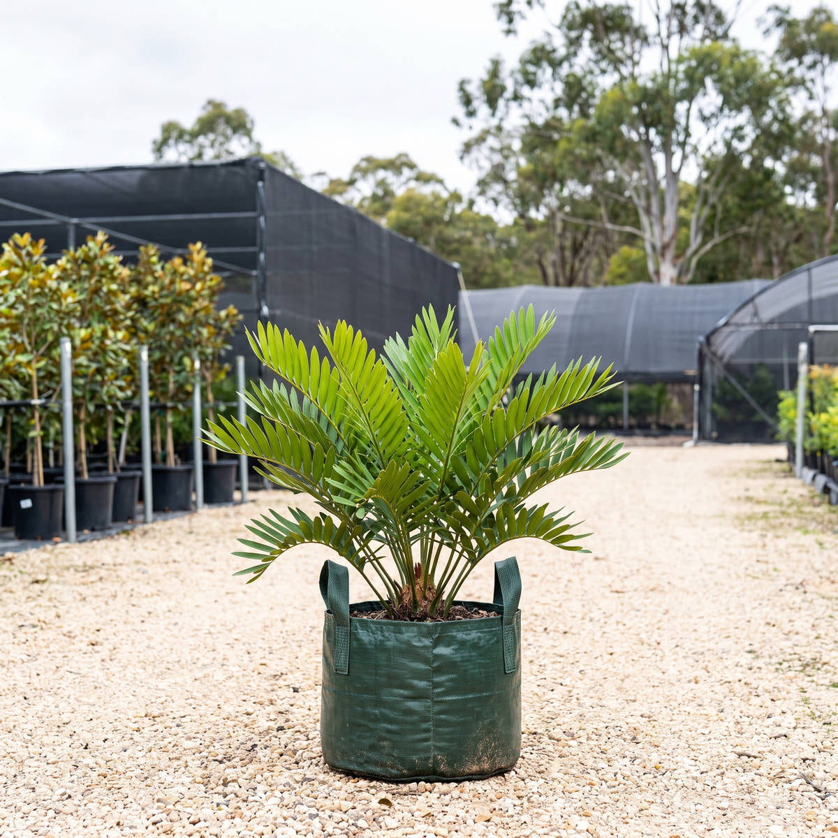 Coontie - Zamia integrifolia