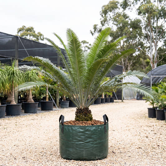 Pineapple Zamia - Lepidozamia peroffskyana