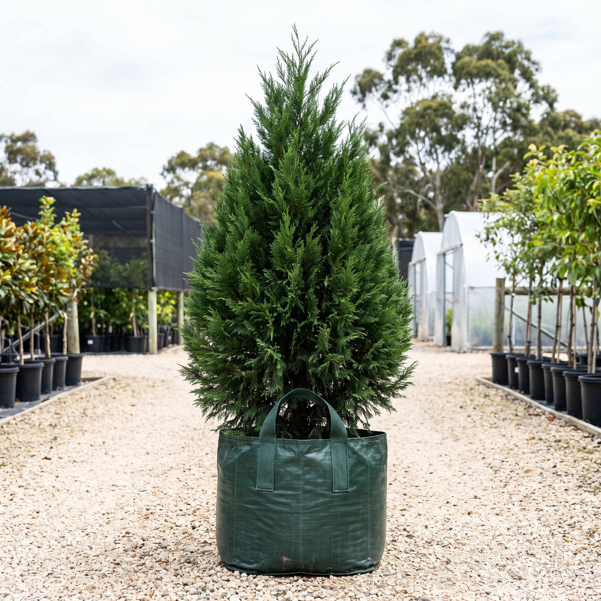 Private Green Mexican Cypress - Cupressus lusitanica ‘Private Green’