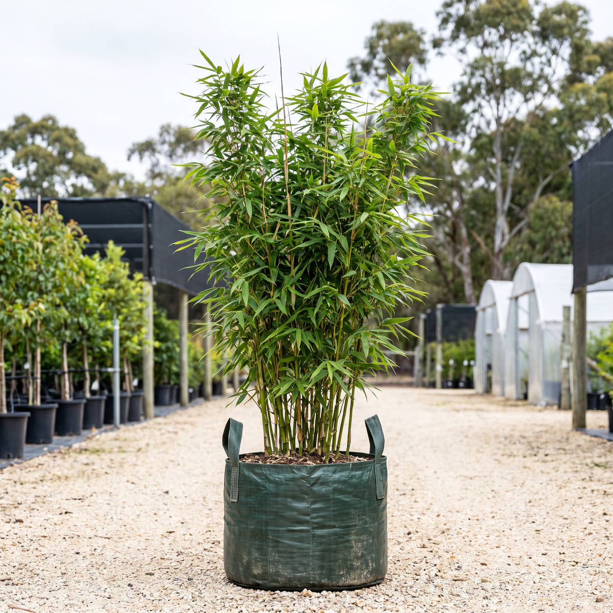 Monastery Bamboo - Thyrsostachys siamensis