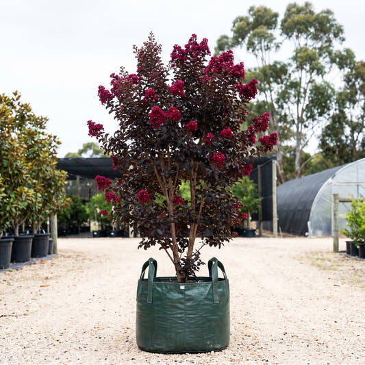 Diamonds in the Dark Crimson Red Crepe Myrtle - Lagerstroemia indica ‘Crimson Red’