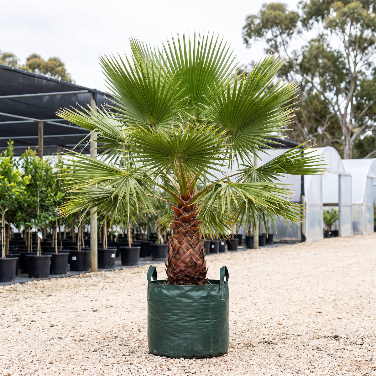 Cotton Palm - Washingtonia filifera