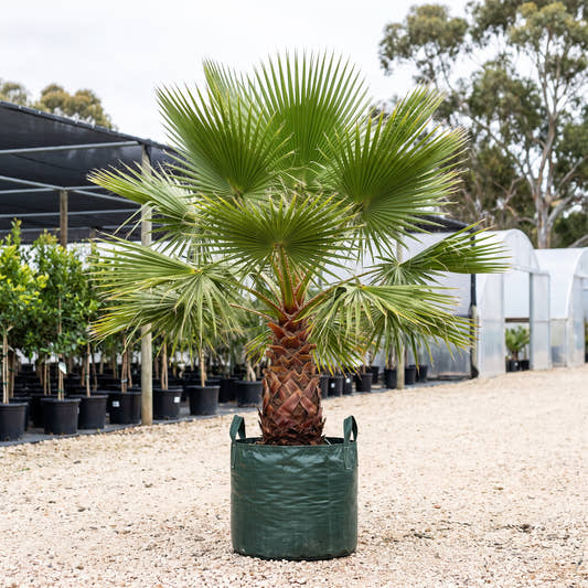 Cotton Palm - Washingtonia filifera