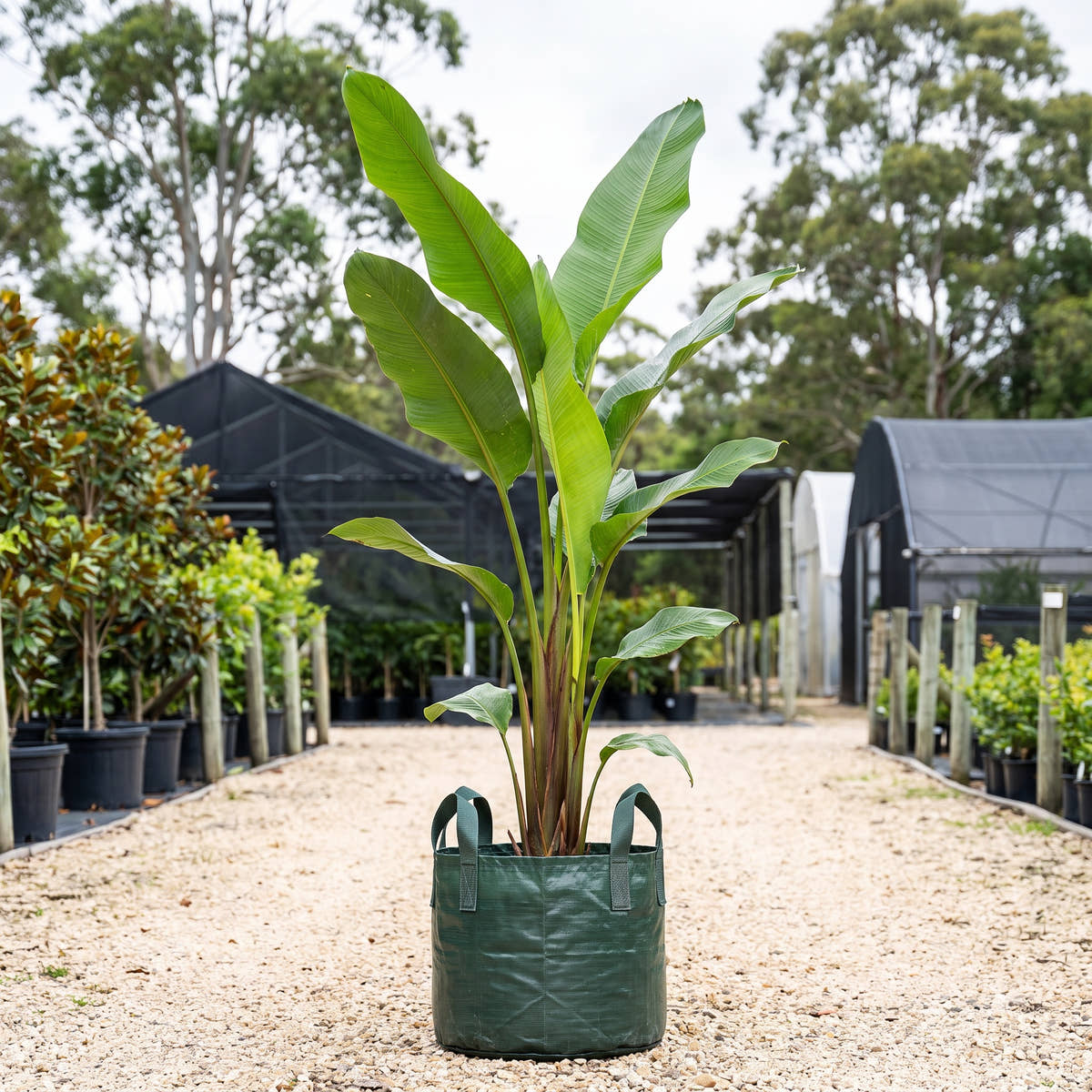 Heliconia ‘Black Cherry’
