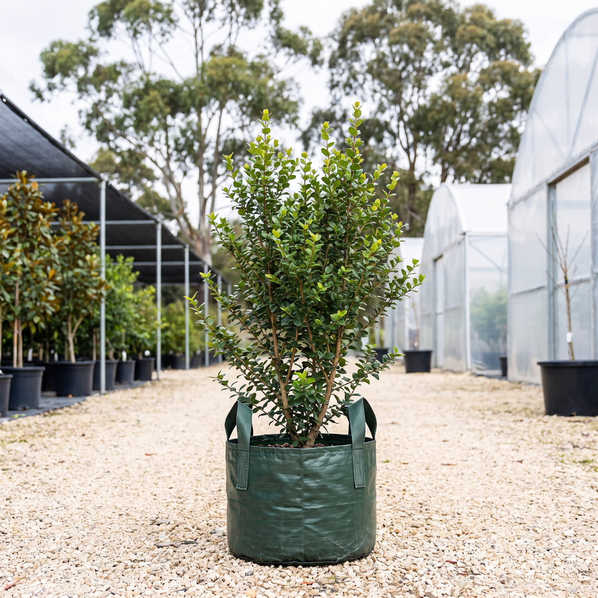 Chilean Myrtle - Luma apiculata