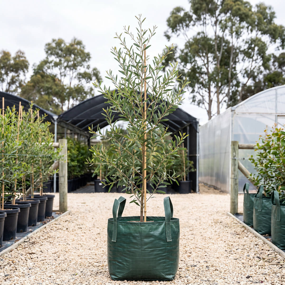 Coast Wattle - Acacia sophorae