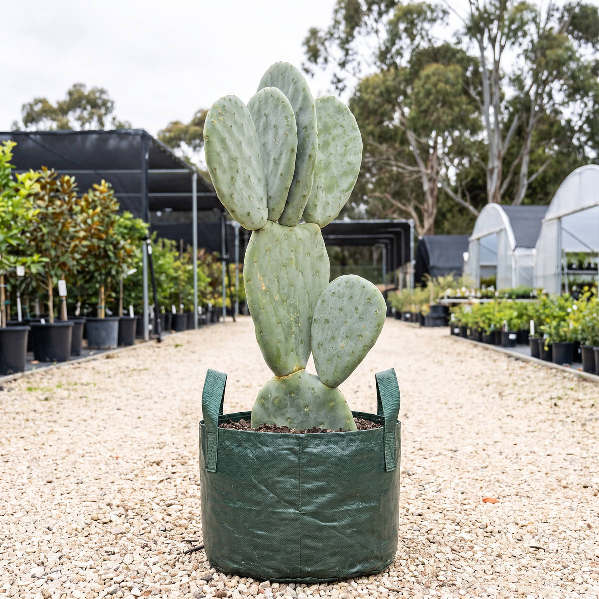 Burbank Spineless Prickly Pear - Opuntia ‘Burbank Spineless’