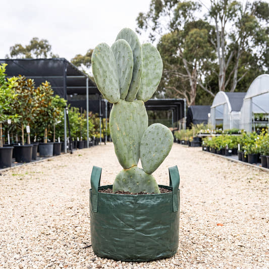 Burbank Spineless Prickly Pear - Opuntia ‘Burbank Spineless’