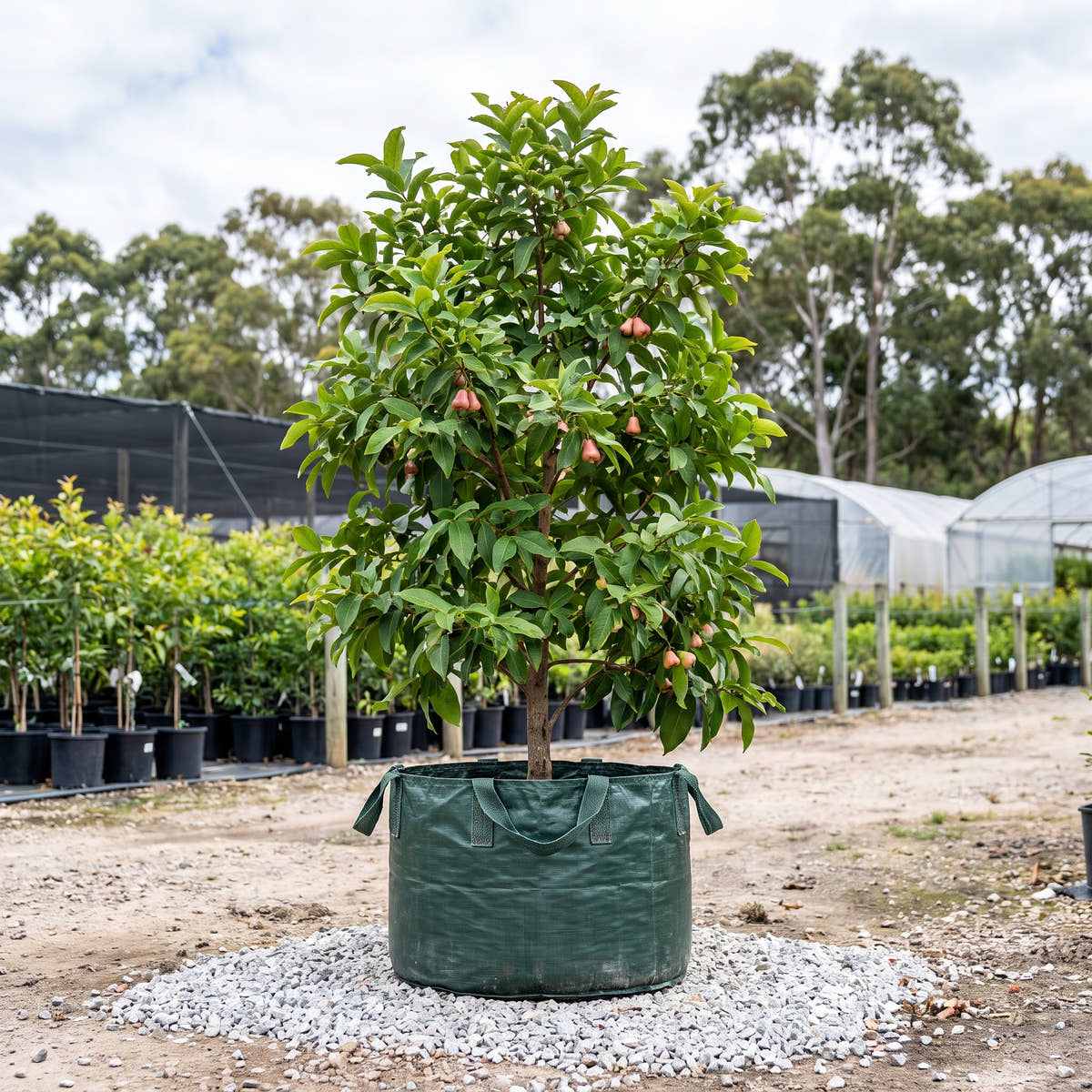Rose Apple - Syzygium jambos