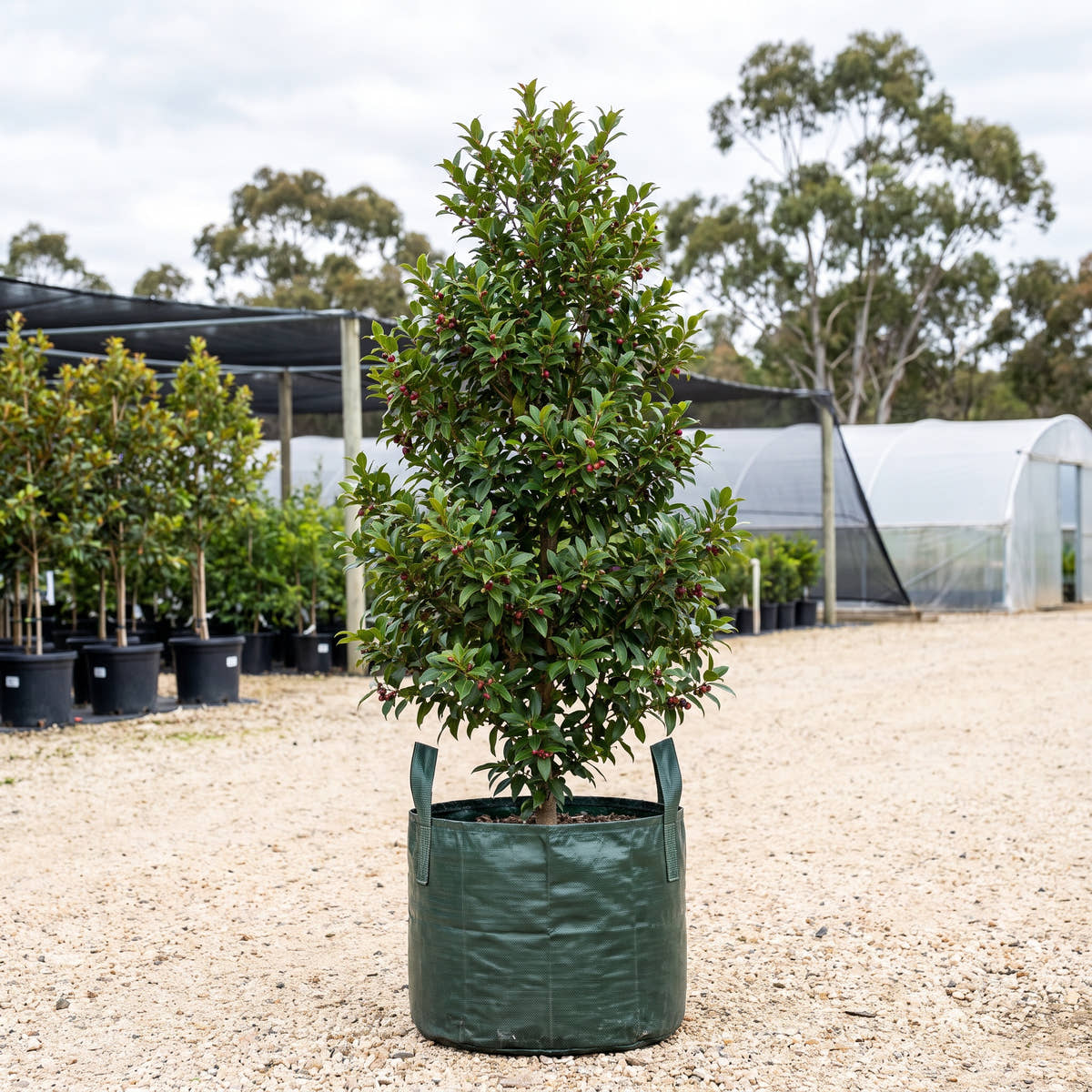 Blue Lilly Pilly - Syzygium oleosum