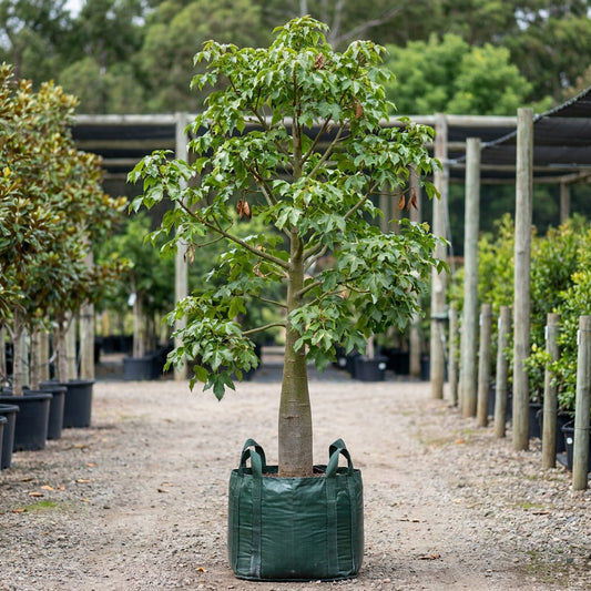 Illawarra Flame Tree - Brachychiton acerifolius