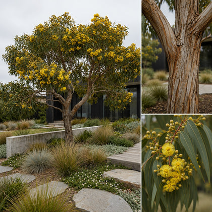 Illyarrie - Eucalyptus erythrocorys