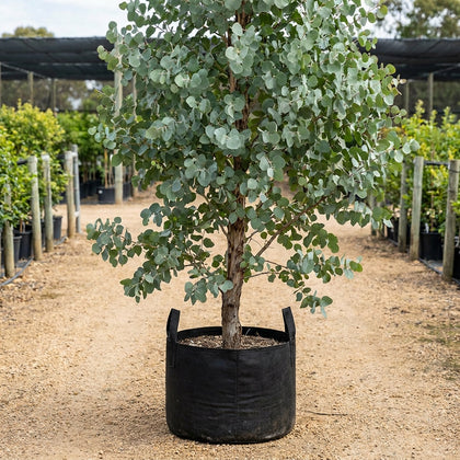 Illyarrie - Eucalyptus erythrocorys
