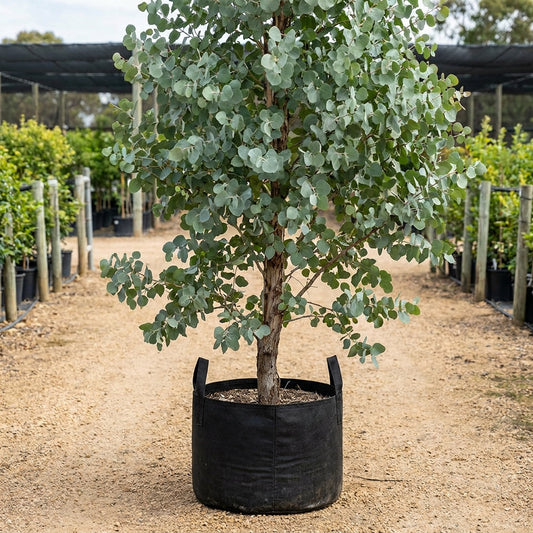 Illyarrie - Eucalyptus erythrocorys