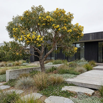Illyarrie - Eucalyptus erythrocorys
