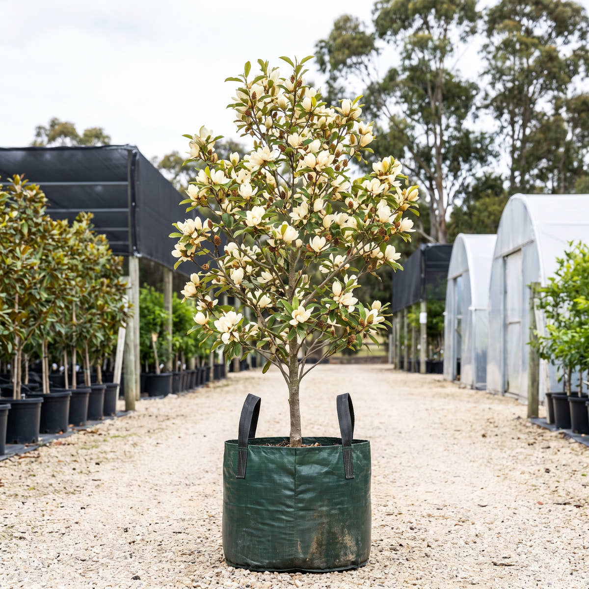 White Caviar Michelia - Michelia yunnanensis ‘White Caviar’