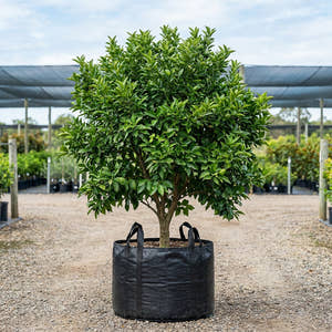 Imperial Mandarin Tree - Citrus reticulata