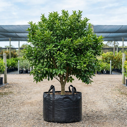 Imperial Mandarin Tree - Citrus reticulata
