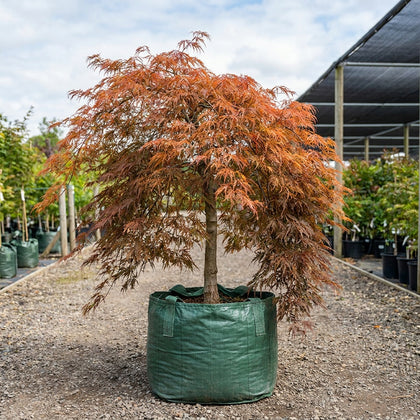 Inaba Shidare Japanese Maple Tree - Acer palmatum dissectum 'Inaba Shidare'