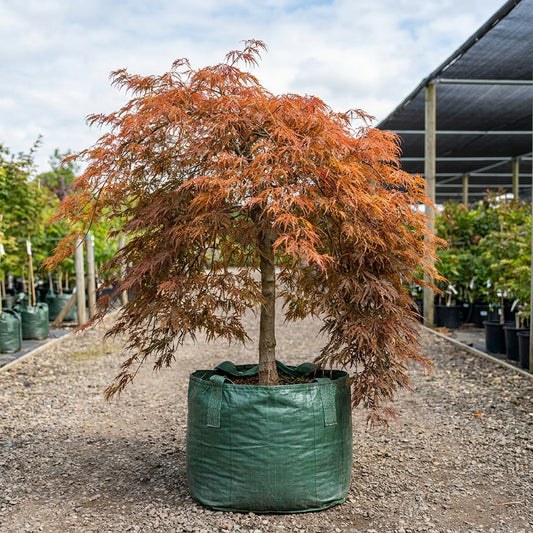 Inaba Shidare Japanese Maple Tree - Acer palmatum dissectum 'Inaba Shidare'