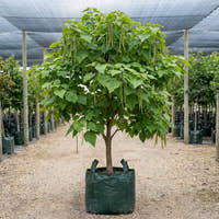 Indian Bean Tree - Catalpa bignonioides